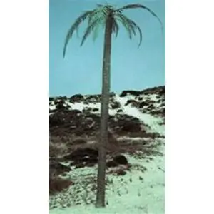 ROYAL 1 35 Palm Tree - Palme Nuova Collezione
